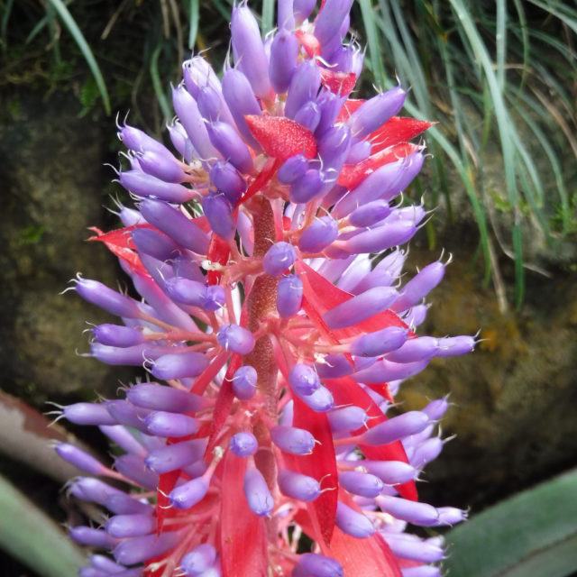 flower in costa rica