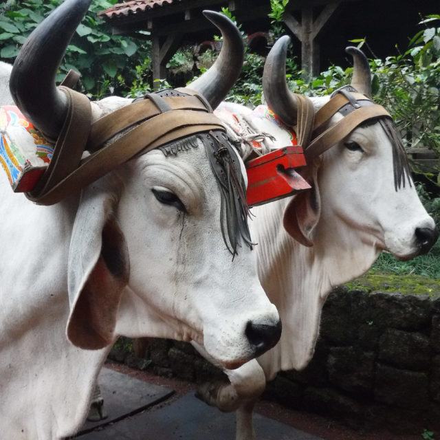cows in costa rica