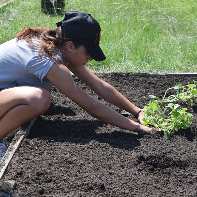 Girl puts plant in dirt in community garden