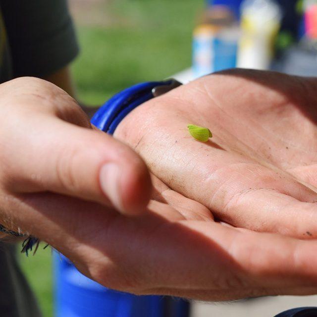 Person holding a small green leaf in their hands