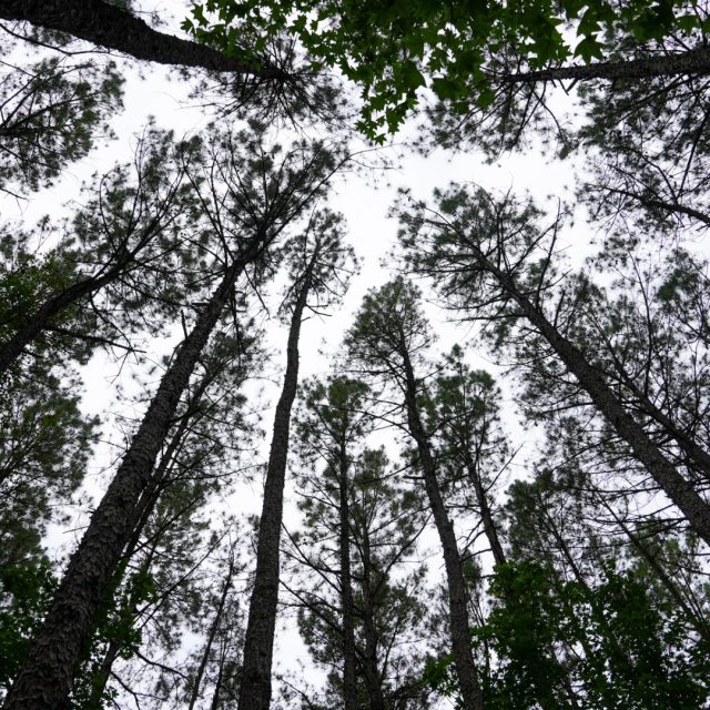 Tree tops at River Park