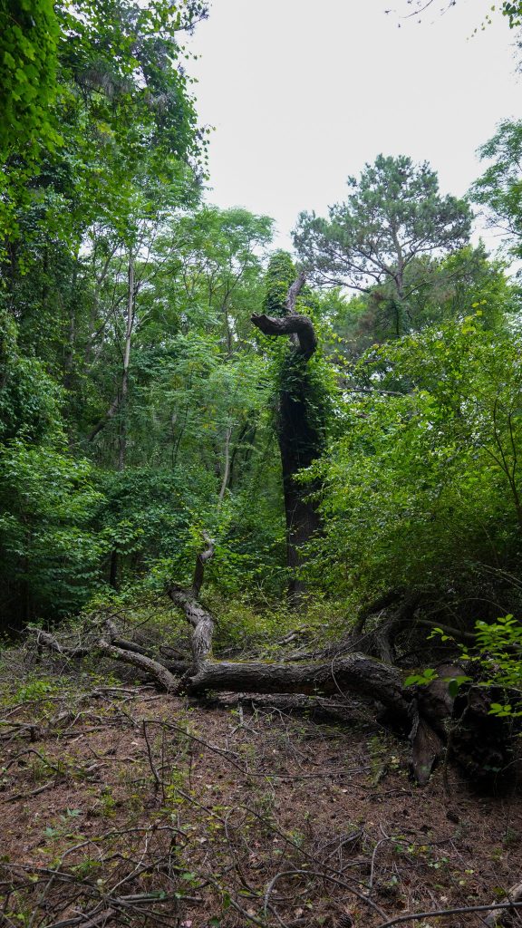 Dying Tree in River Park