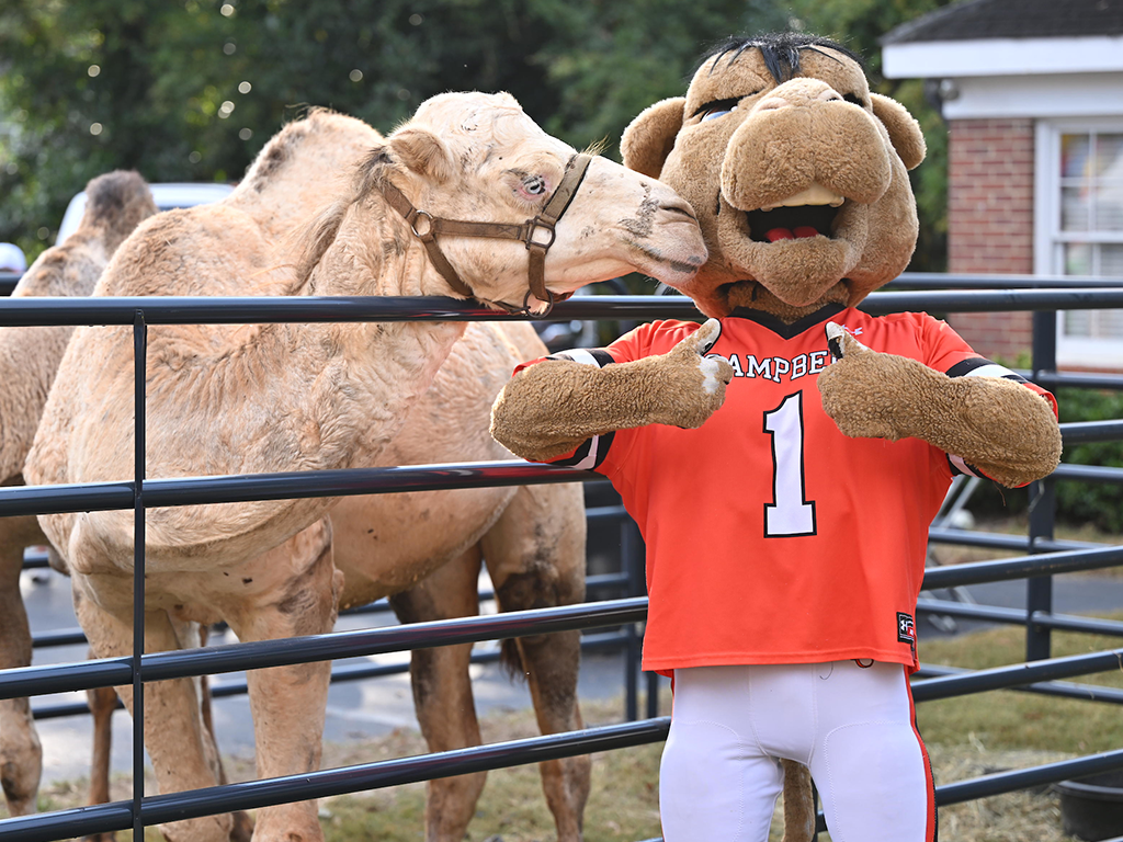 A camel nudges the Campbell University mascot through a metal fence. The mascot is wearing an orange jersey with the number 1 and the name "Campbell" on it.