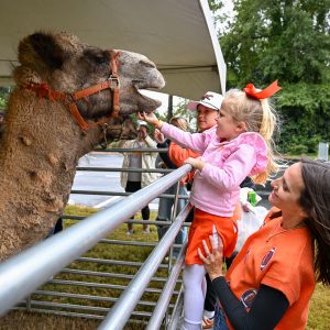 A woman supports a young girl as she reaches over a metal fence to pet a camel at the Alumni Block Party.