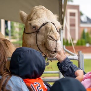 Visitors pet a light-colored camel wearing a rope halter beneath a tent at the Alumni Block Party.