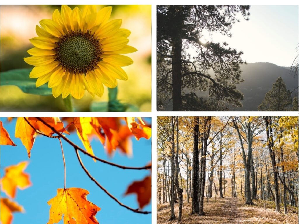 Sunflower, Tree, Fall Leaves, Tree-lined path